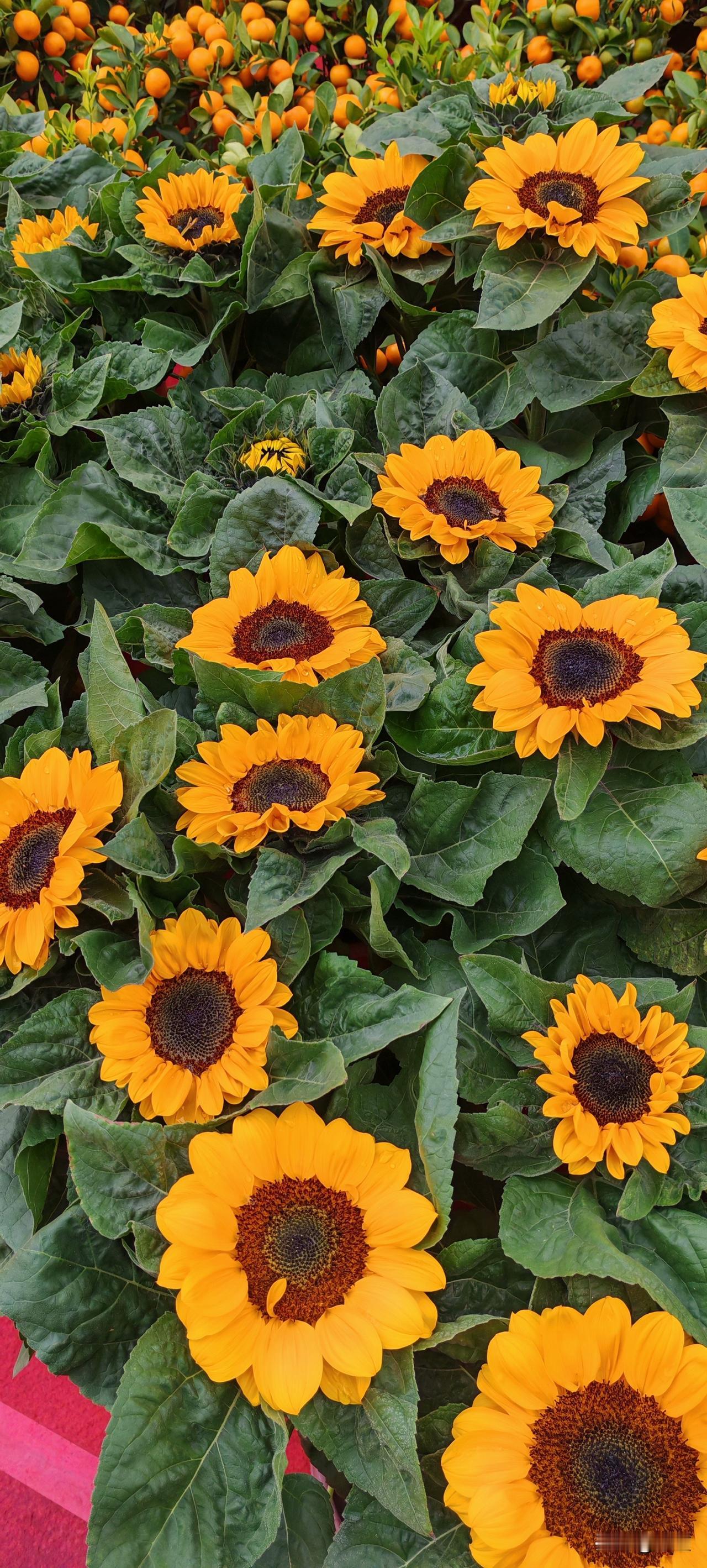 女子婆婆要做手术，医生说需要50万，押金已交了17万了，而她婆婆自己只有3万。