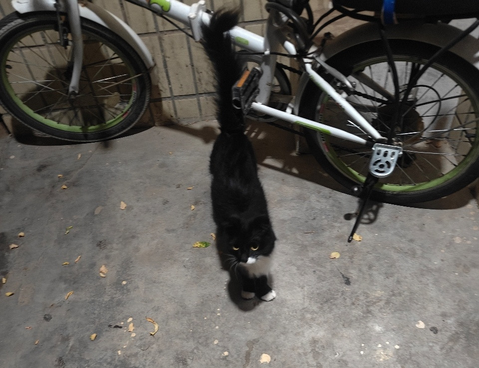 流浪猫比家猫萌？