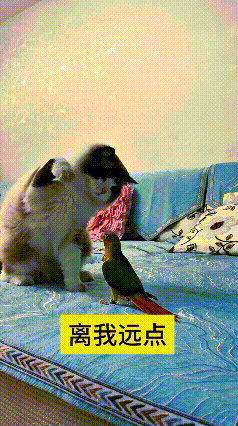 瞅瞅这俩小家伙，相处模式真是有意思。猫咪之前被鹦鹉啄过一回，留下心理阴影了，只要