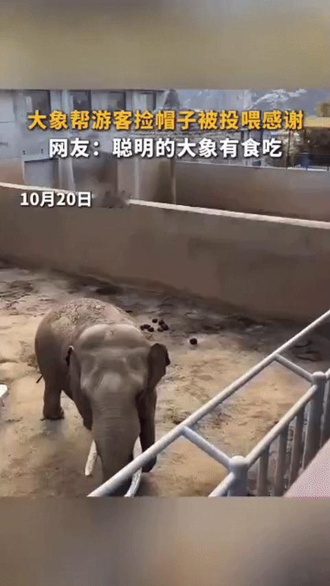 火上人民日报了！山东威海，一名游客的帽子不慎掉落，大象随即用灵活的长鼻轻松将帽子