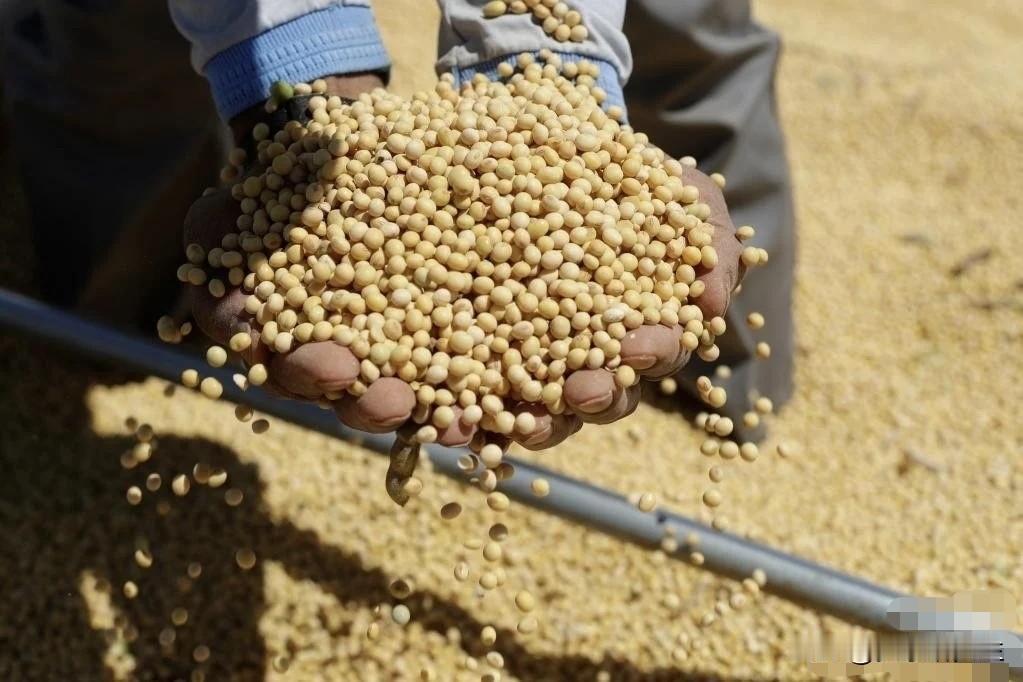 巴西大豆商这次真把算盘打错了！看着中国市场需求大，巴西一些出口商动起了歪心思