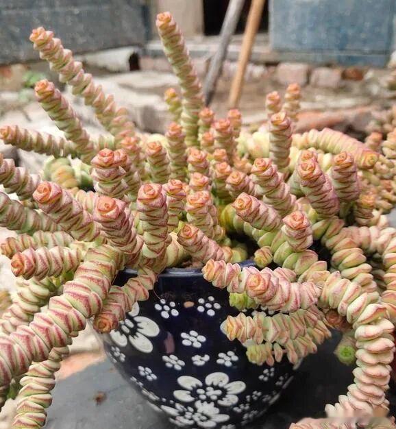 介绍下几种多肉植物适合小白养。1、钱串它的叶子形状非常可爱非常特别，因为真的像是