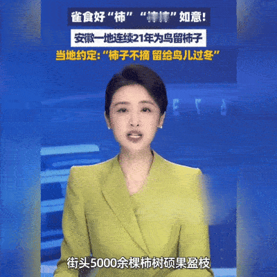 听说过“空城计”，可你见过满城柿子无人摘的景象吗？安徽颍上五千棵柿树正上演现实版