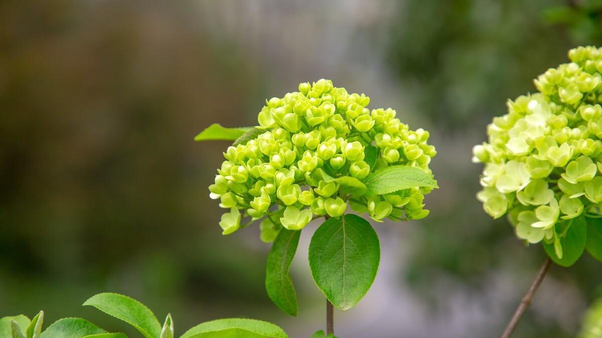 绣球花养不好? 几个小常识, 保证你养啥活啥!