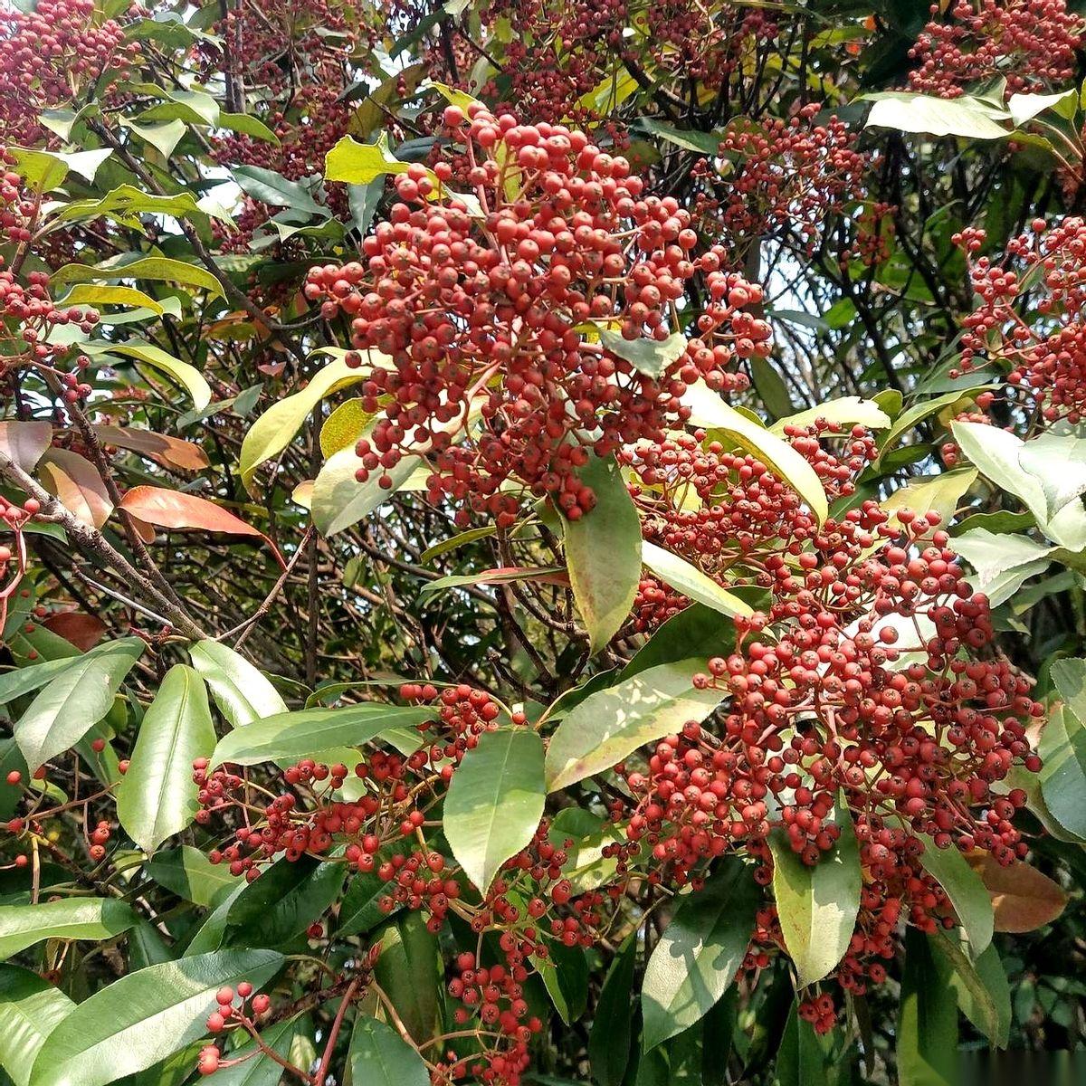 生孩子这事，真是越想越不对劲。我老家隔壁那对夫妻，俩人加起来没读过几天书，婚宴