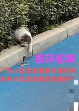 广东流浪猫勇斗银环蛇