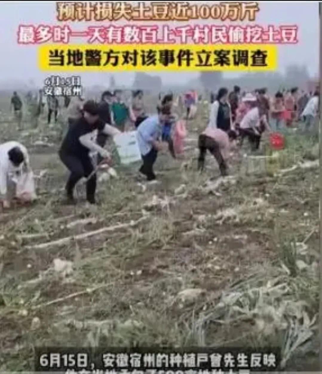 安徽宿州500村民5天5夜强行挖走100万斤土豆，真是离了个大谱！分析一下村民心