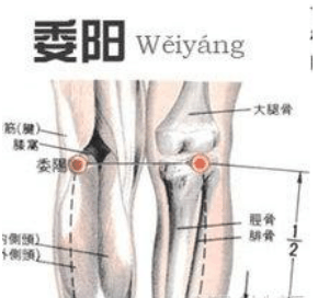 委阳穴的精要分析-穴位的基础知识