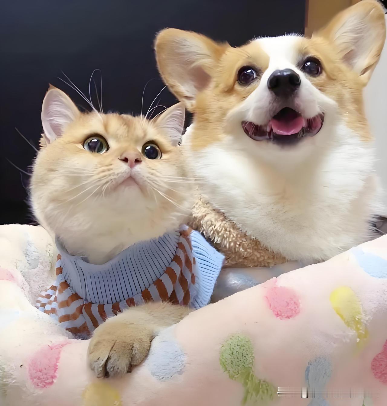 如果说2026年只能选择一个行业中的一只股票并全仓持有，你会选择谁？先说大的