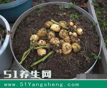 这几种剩菜根种阳台上, 整个冬天都吃不完