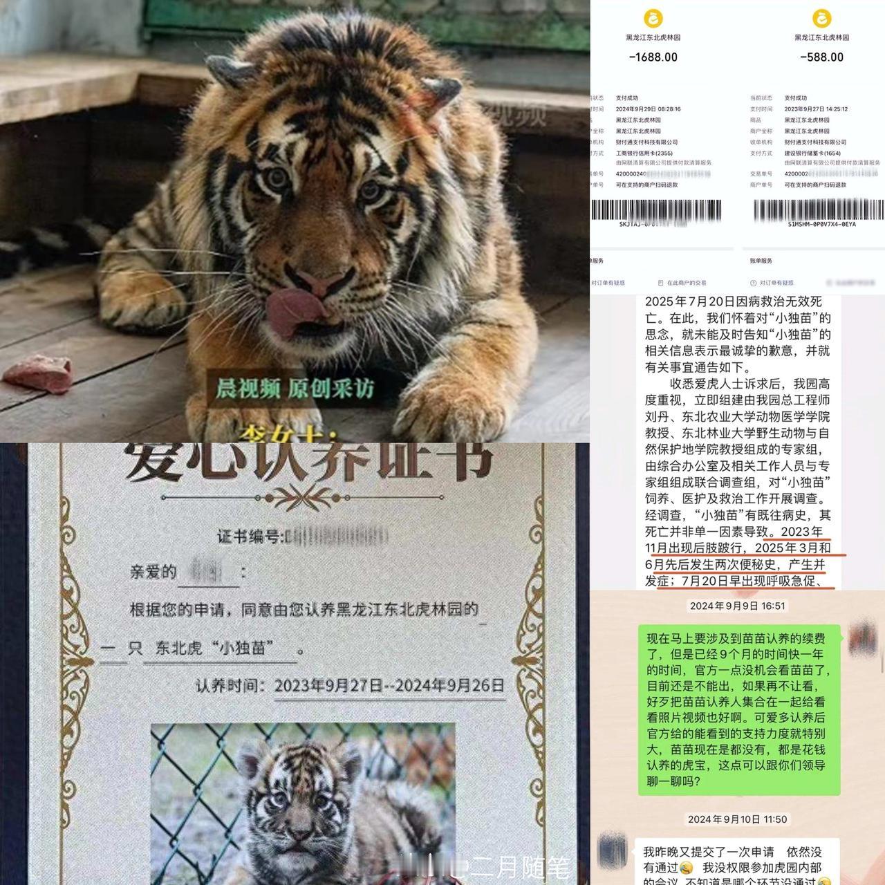 女子花2000多元认养的老虎，几个月前就去世了，当事人：两年就发来一张生活照，连