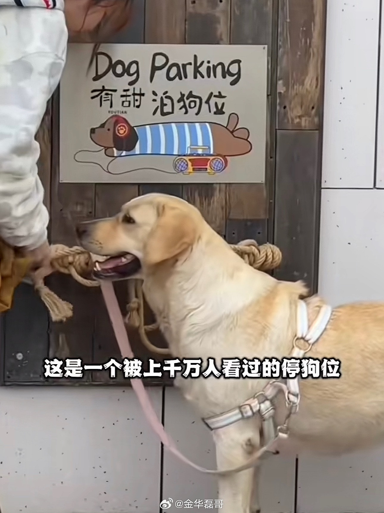 博物馆设立停狗处重庆一博物馆太暖心！专属宠物停靠区配粮，解决养宠人出行难题，细节