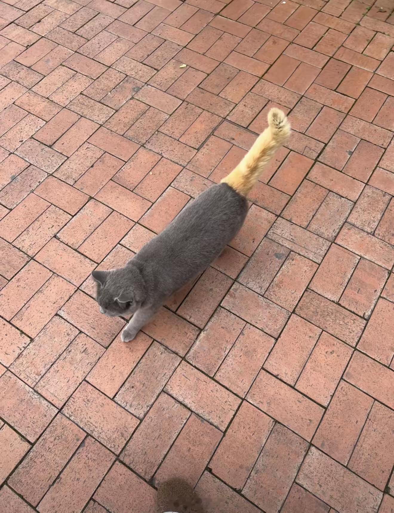 无论是橘猫出轨还是灰毛劈腿特喵的这一条黄金尾保佑我们，2026业绩长虹。