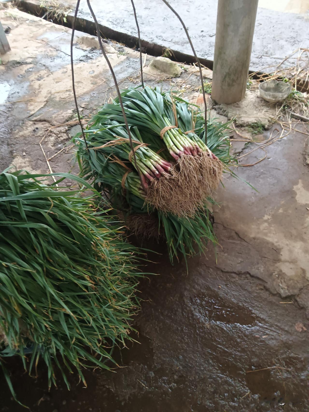 在永州又赴一场地道流水席，幸沾十三太保与外地游客的热闹光，地里现薅的大蒜苗成了永