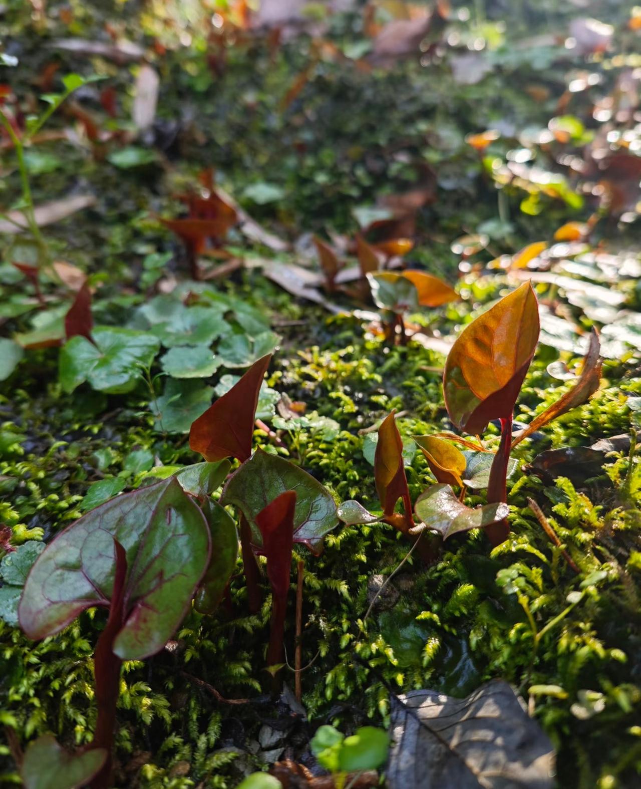 我发现折耳根跟香菜一样，两极分化真的非常严重！喜欢吃它的人就这样说吧，不需