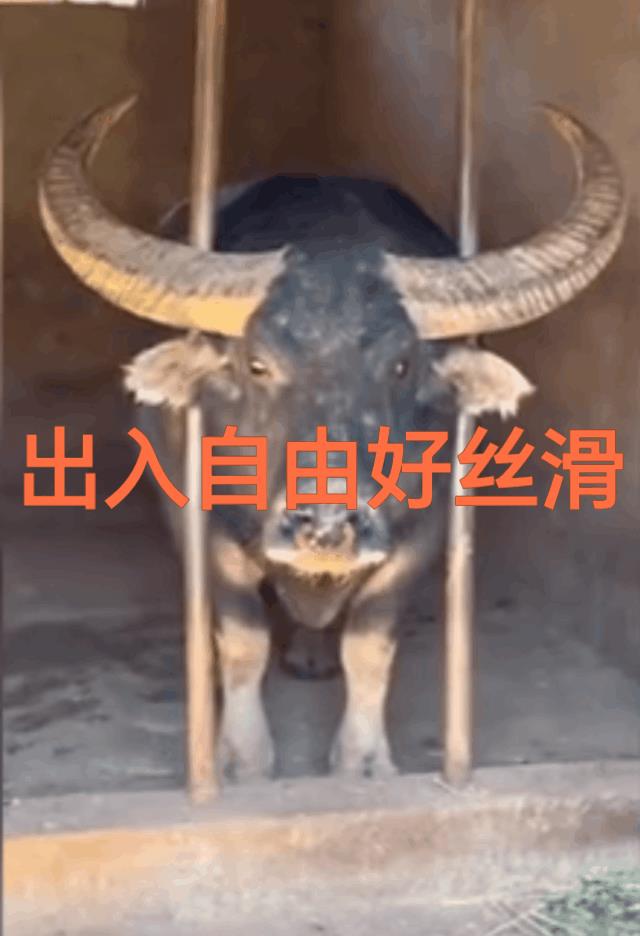 狗界的难题在牛界根本不值一提！有那么一会儿居然觉得自己智商不如牛？