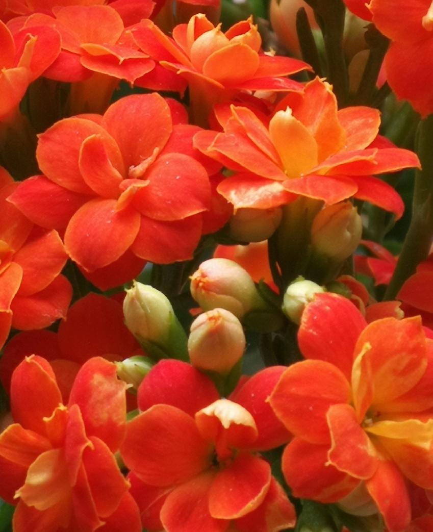 是不是长寿花特别招人爱呢?随手拍～