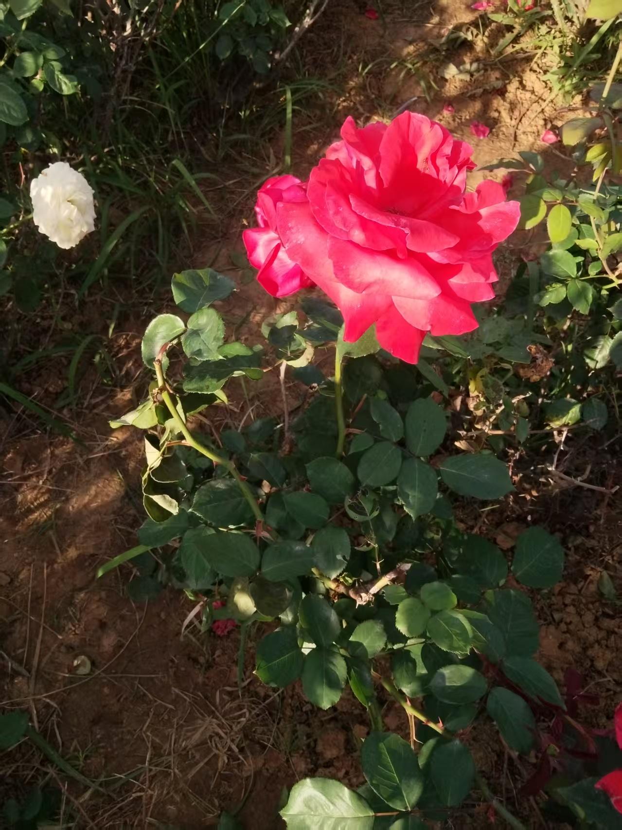 花茎挺拔，托着这团烈火，绿得发黑的叶片上沾着细小的尘土，叶脉间漏下细碎的光斑。旁