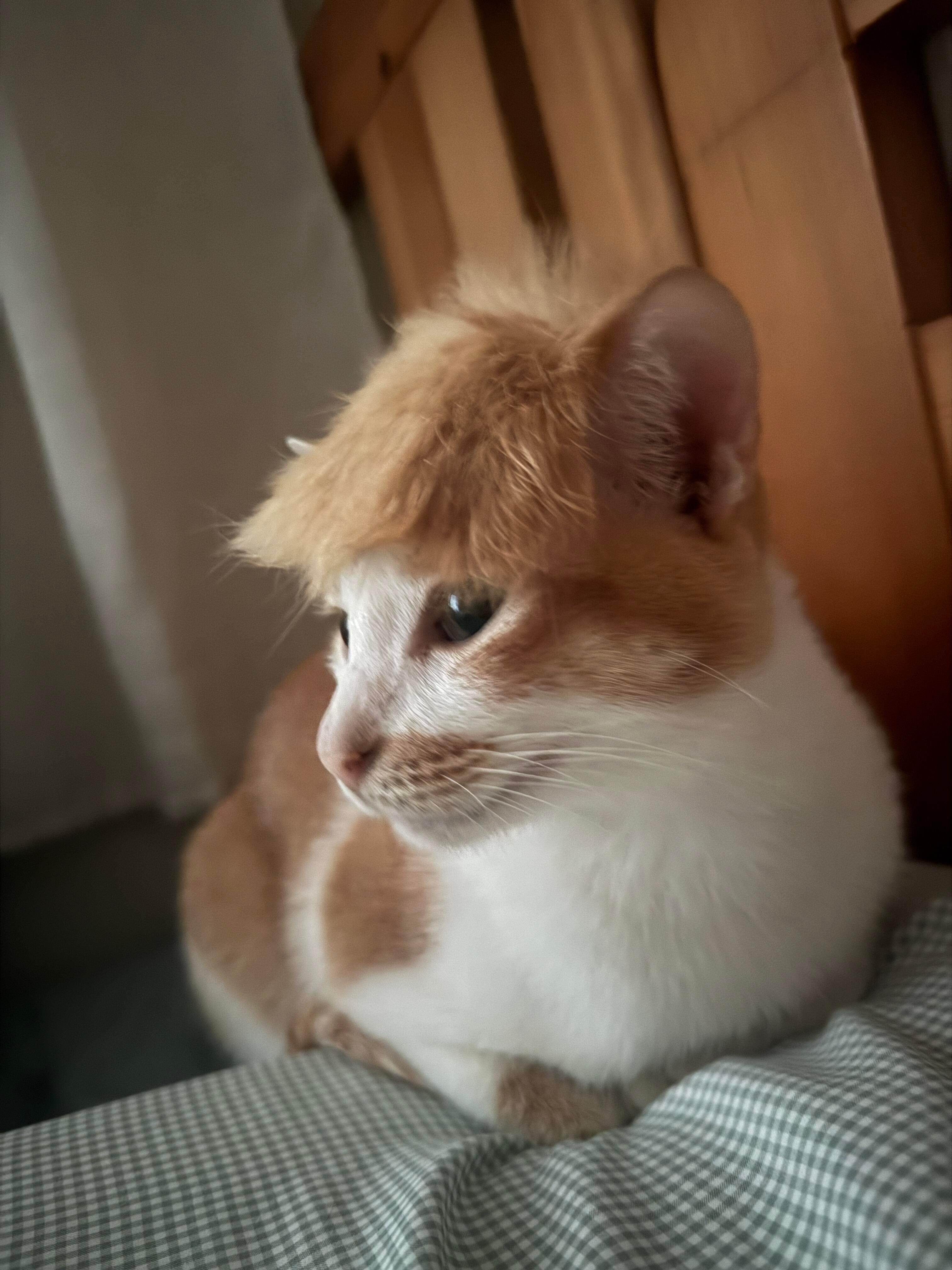 咪，你是云南哪里的？