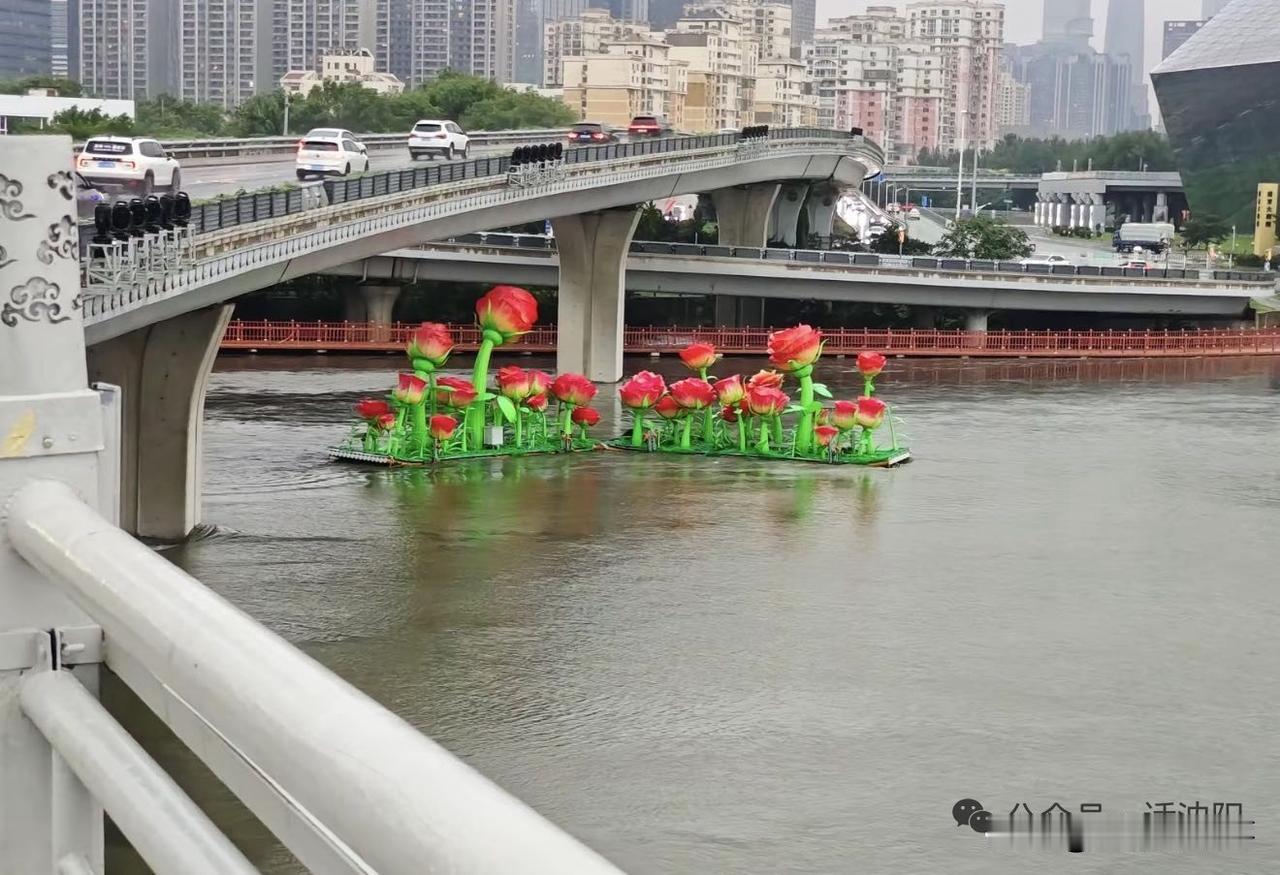 沈阳全网爆笑追花！浑河暴雨冲出“流浪玫瑰”，全城接力盯梢太浪漫！