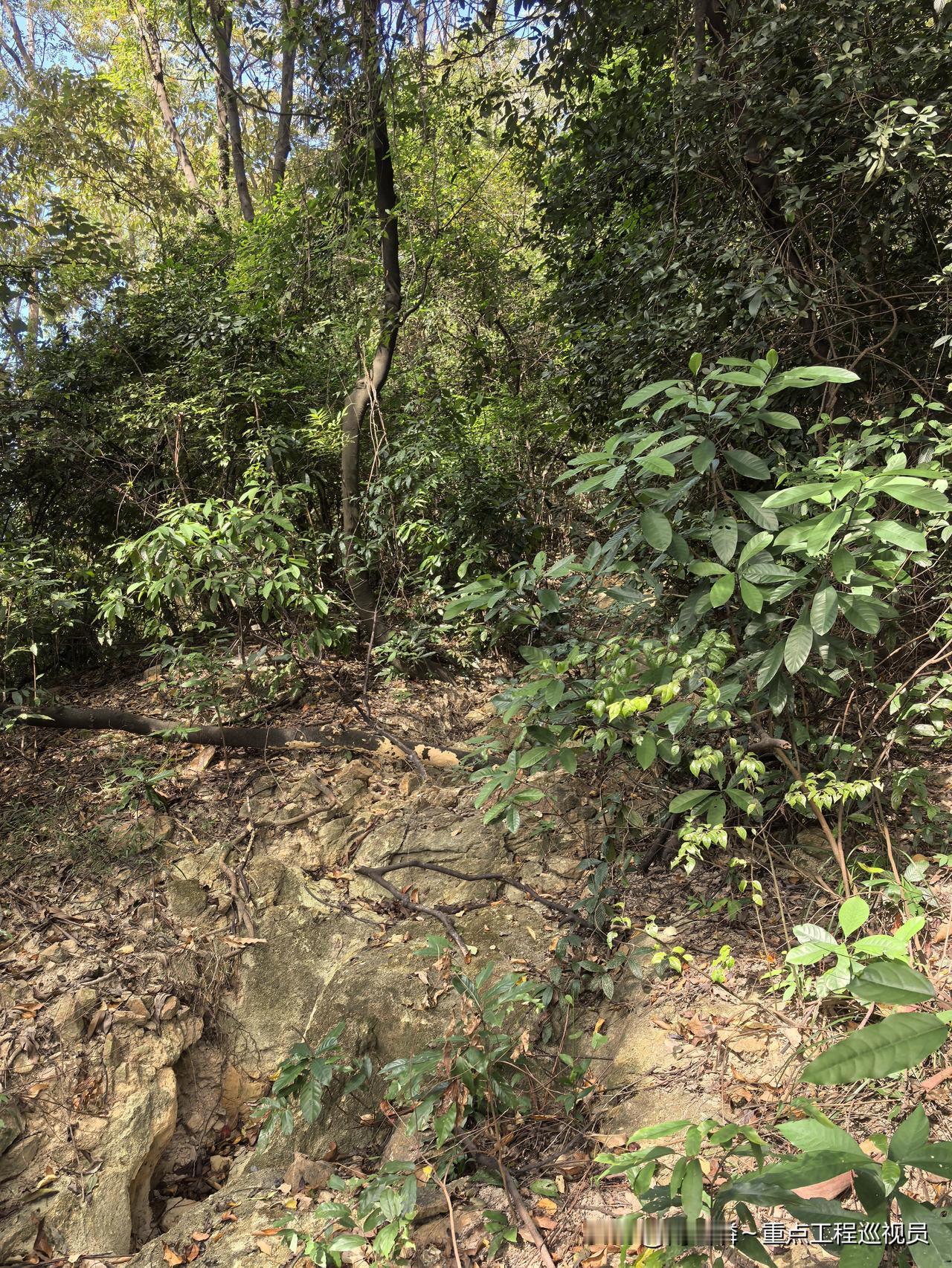 午休时分，去攀爬一座野山。那山路极为陡峭，且有🐍出没，还是得小心些！户外探野