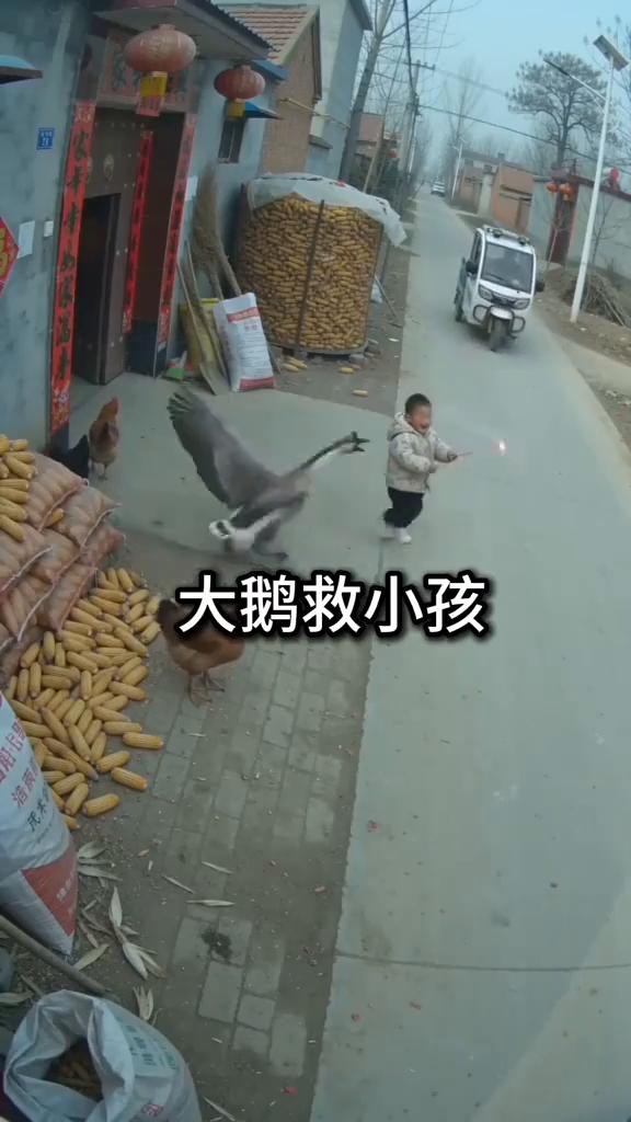 大鹅救小孩。