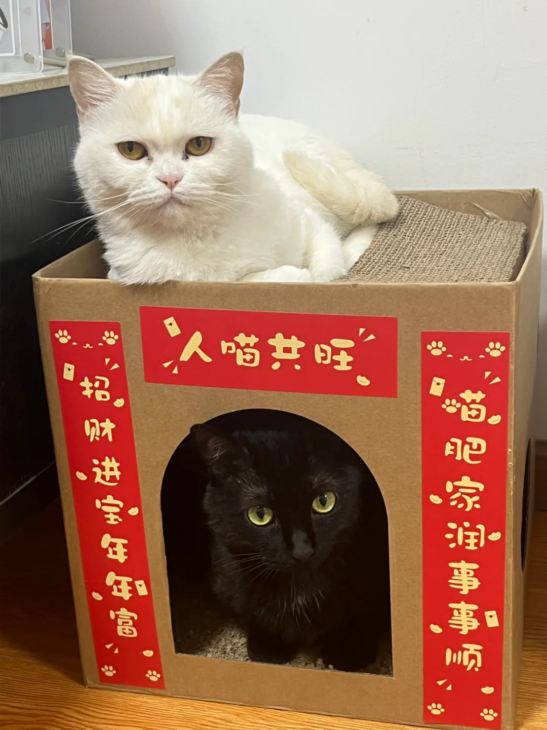 人喵共旺