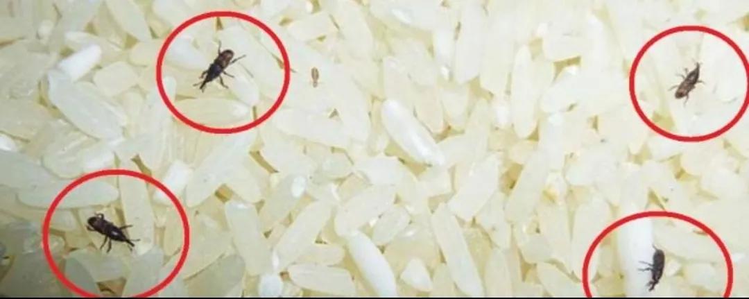 如果去除大米中的虫虫？两天前偶尔发现家里存的两袋大米（每袋重5公斤）在没有拆口