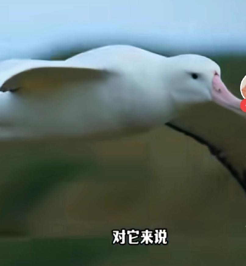 信天翁能连续数年不落地，核心是生理特化+飞行节能+海上自给+陆地劣势+幼鸟策略，