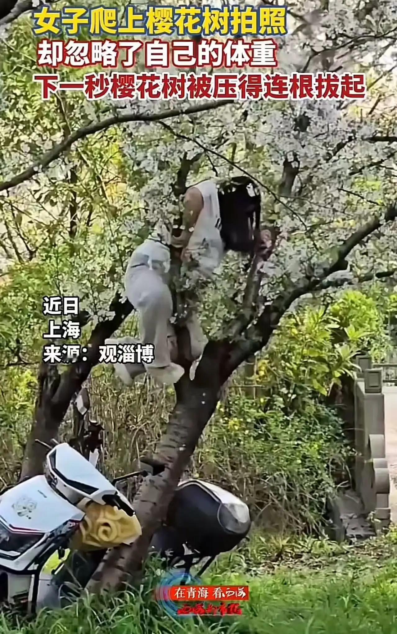 为拍美照压断20年樱花树，逃逸后被追责：别让臭美，毁了底线也赔了自己“这就