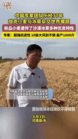“这才是中国力量！”中国专家团队，历经37年攻克小麦与冰草杂交的世界难题。终于，