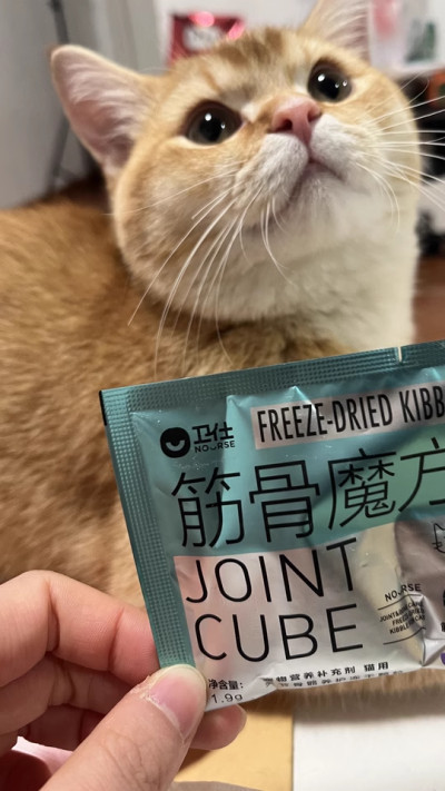 一个月前突然发现猫咪走路有点跛脚，当时没在意，以为它不小心磕到了，没想到第二天它