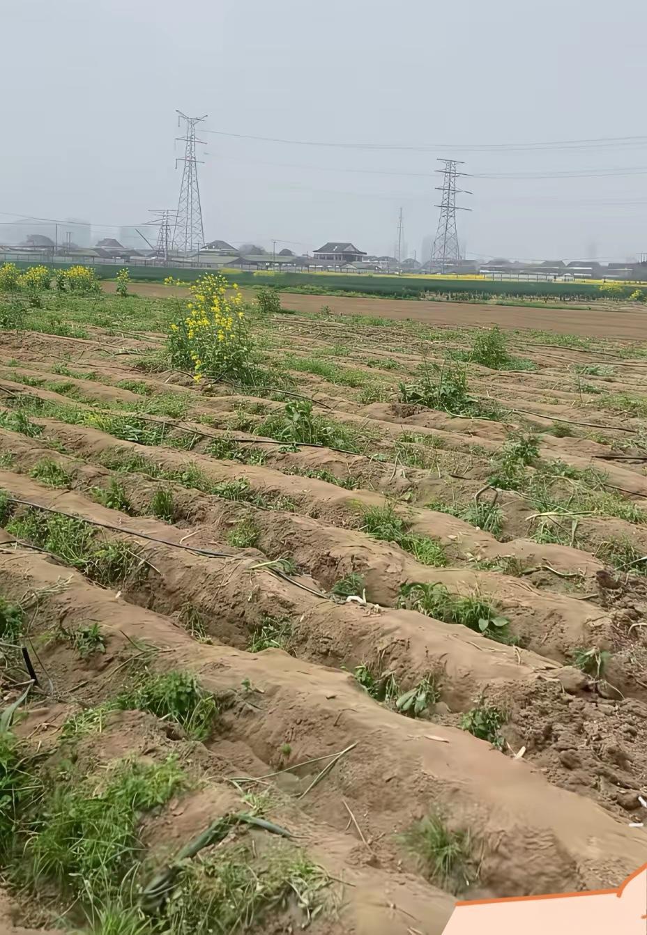 老天爷，电商还可以这样做一男子卖竹笋，把链接挂到了网上，等有人下单，他就去村子