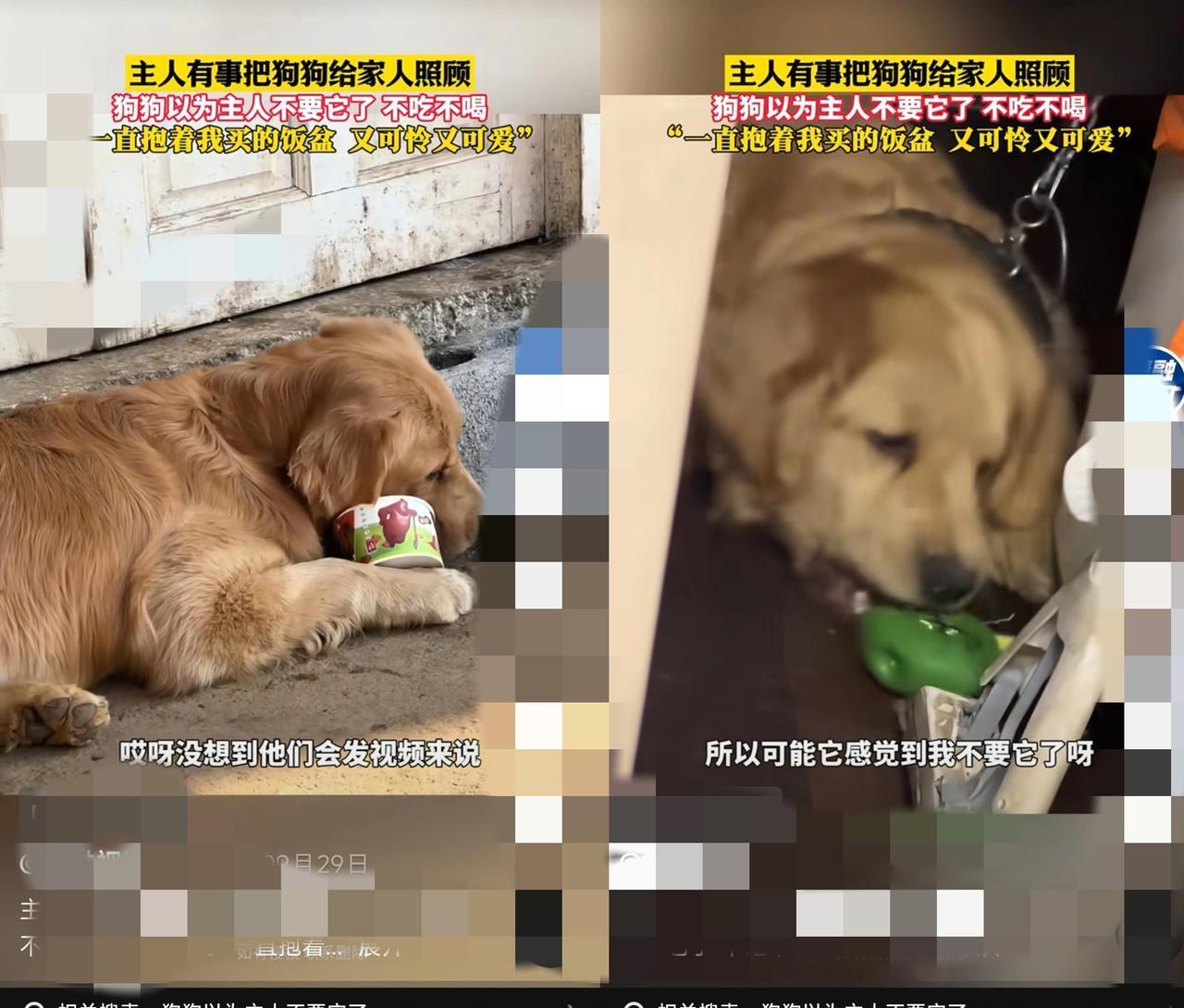 家人们，真的被狗狗的感情狠狠戳到！主人突发疾病被紧急送往医院，留下