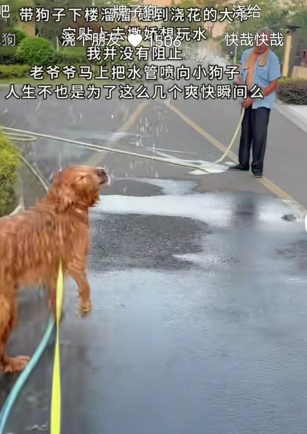 金毛偶遇浇花大爷，欢乐玩水太治愈小区里，主人带着金毛出门遛弯，遇上正在浇绿