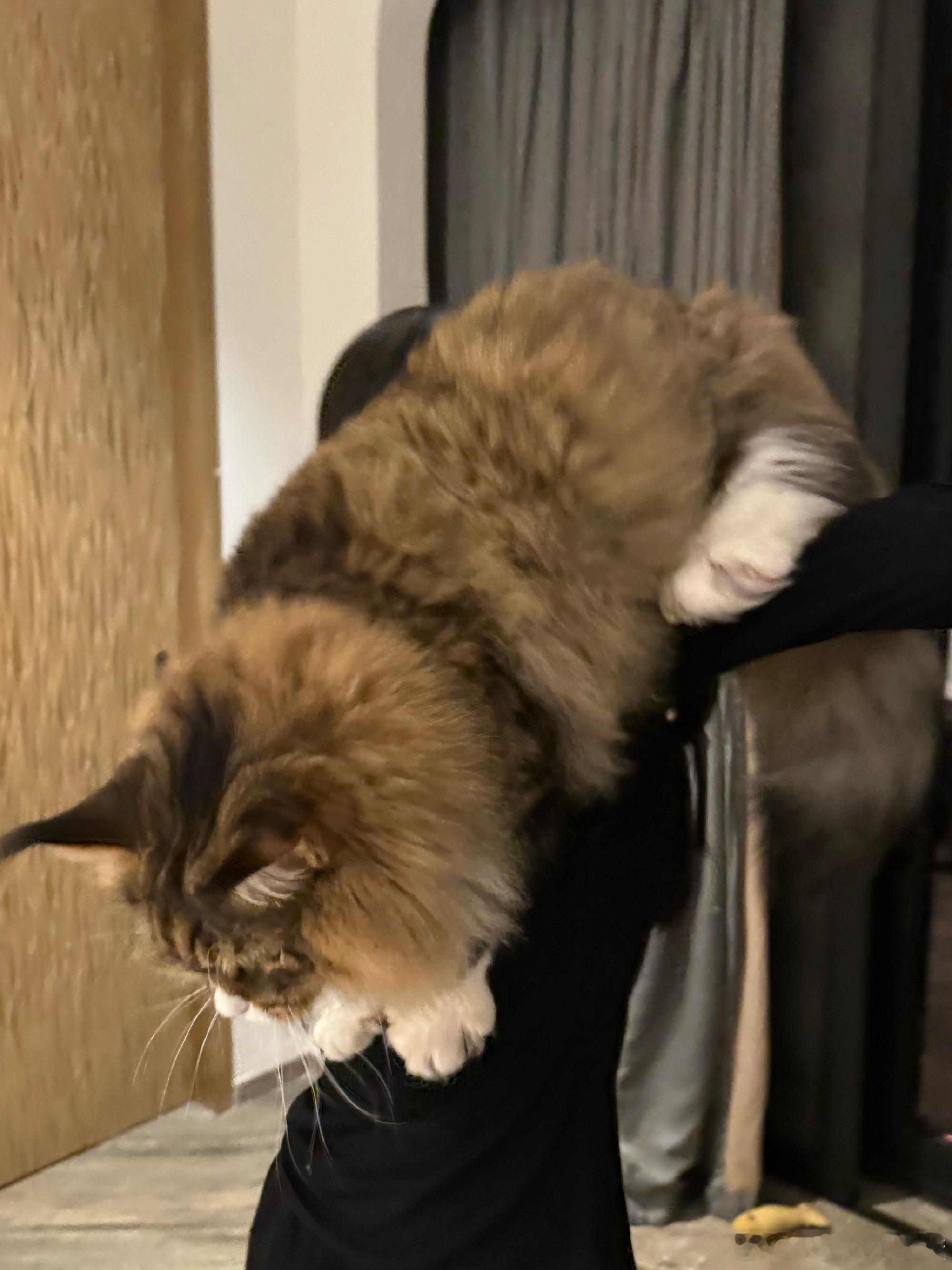 田曦薇怎么有一只这么大的猫？是猫吧？还是老虎？这么大？​​​