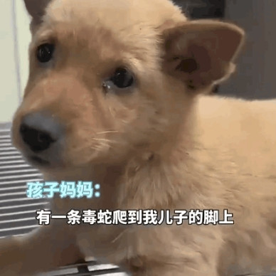 土狗为救小主人被蛇咬！主人花几千抢救引争议：它拿命换我孩子，谈钱太脏了！