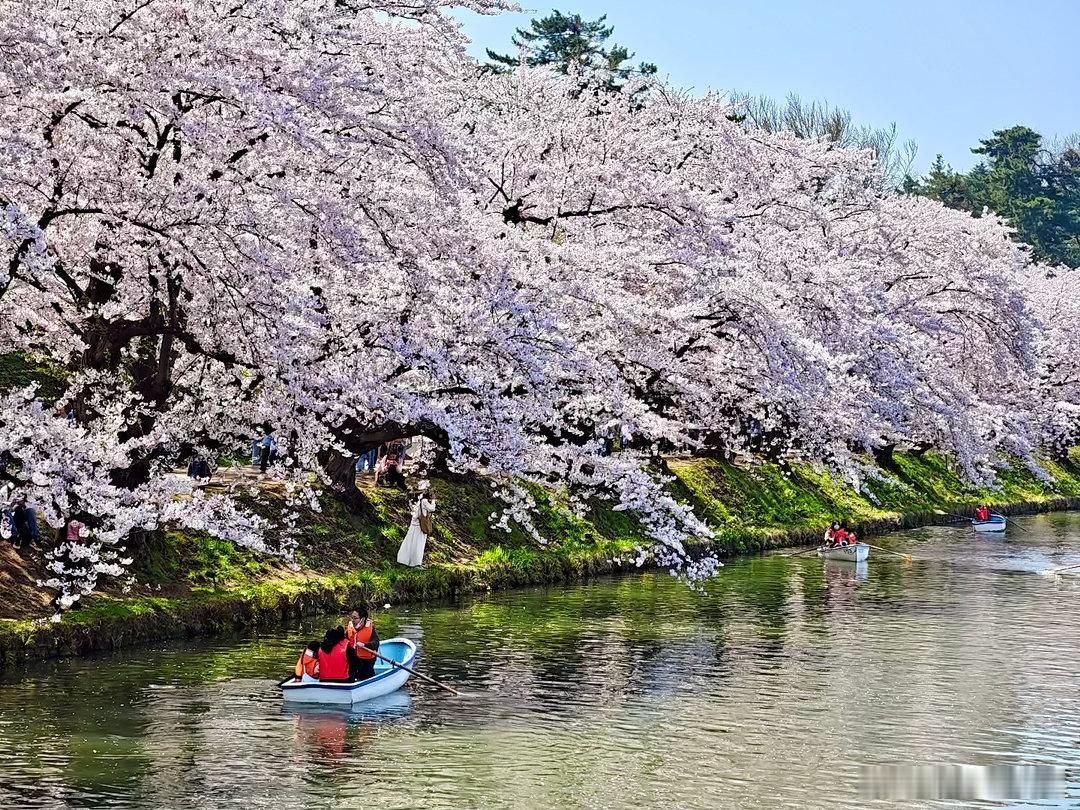 水岸春风动碧波，满枝樱雪映晴和。轻舟一叶花间过，人随花影入婆娑。——题弘前樱花