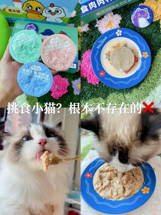夏日猫咪不爱吃东西？在我家不存在😎