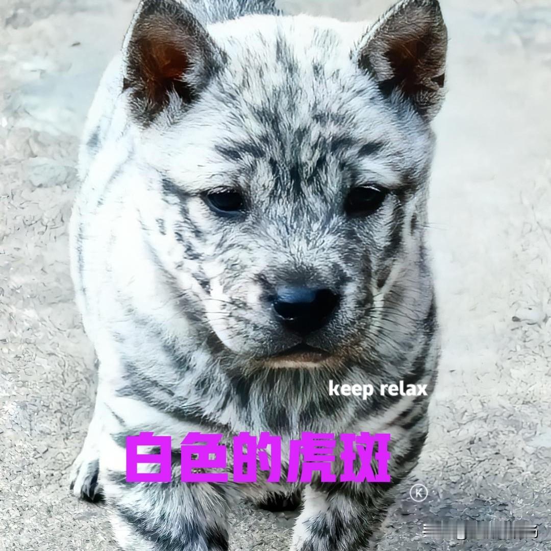 中华田园犬中的虎斑犬，大家可能都见过，但是白色的虎斑，不知道大家见过没有？反正我