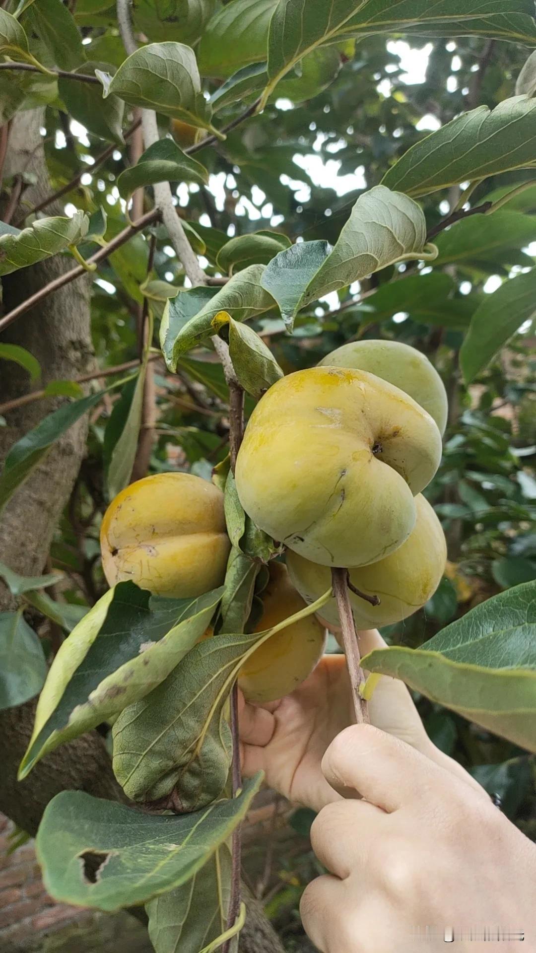 老家屋后的柿子树今年又是结的满满的可谓是硕果累累想到每年深秋的时候叶子掉