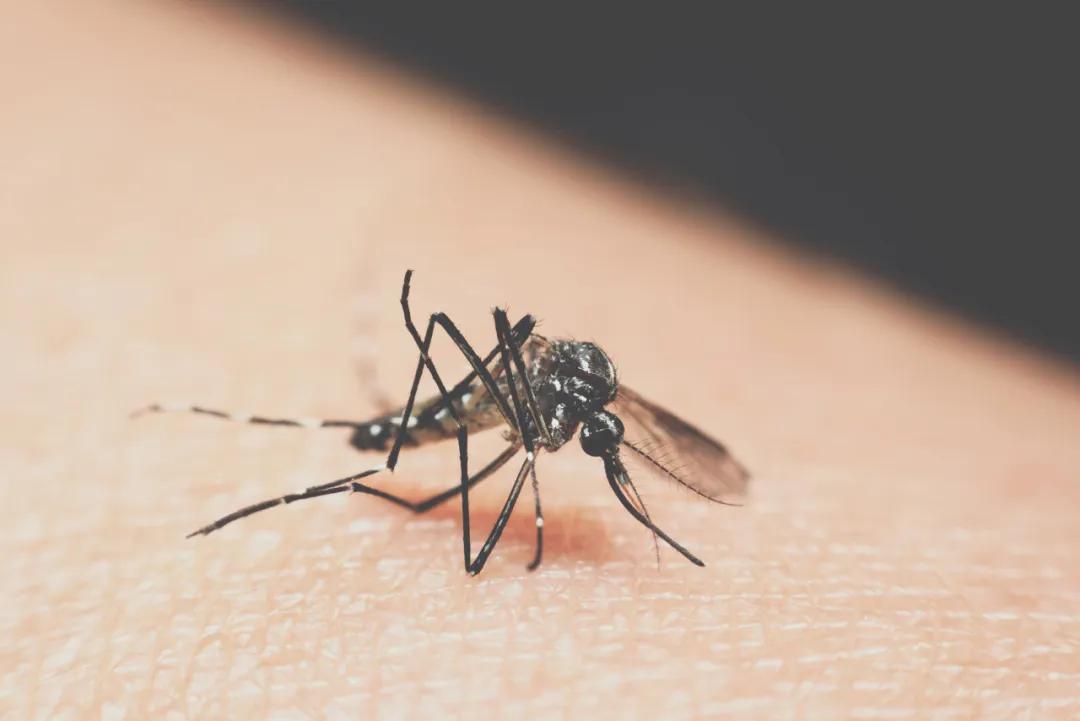 被蚊子咬, 你是起大包还是小红点? | 农视点