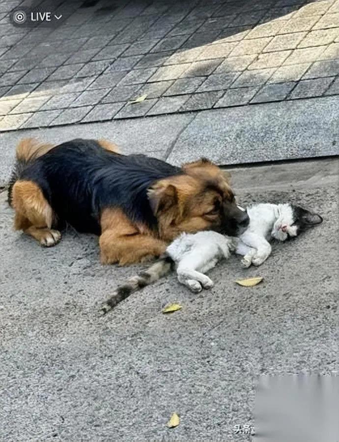 路过看到流浪狗在哭知道真相后我拳头硬了！今天下班路过街角，发现常喂的流浪