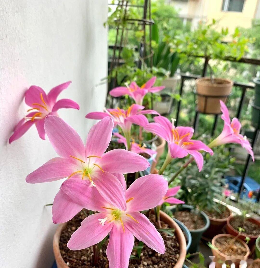 今天分享下风雨兰种植方法1、养风雨兰要多晒太阳多淋雨风雨兰和别的花卉植物不一样，