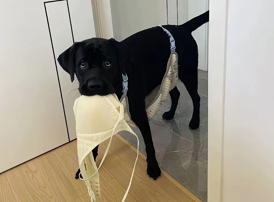 这狗子，不知道该打还是该奖