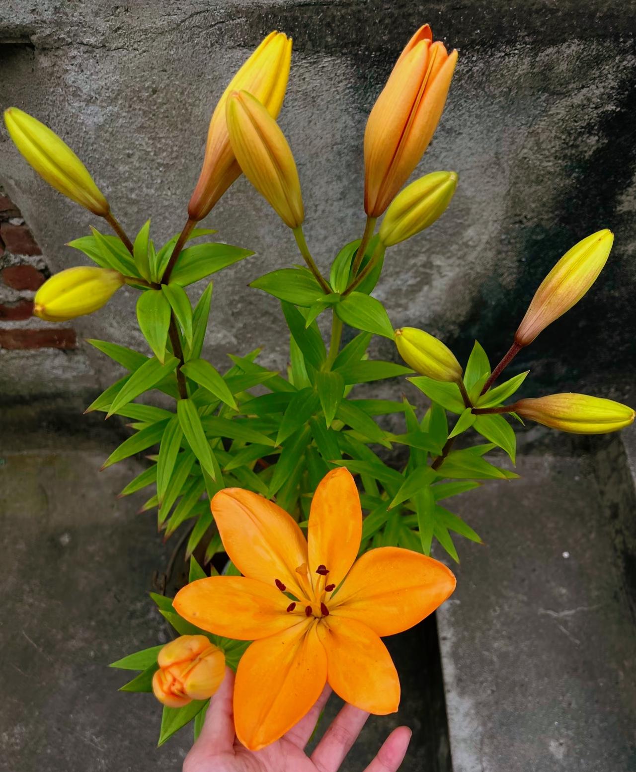 精准戳中，一段通透的话，很多女性是上嫁没机会，下嫁怕吃亏，平嫁不甘心，不嫁又怕