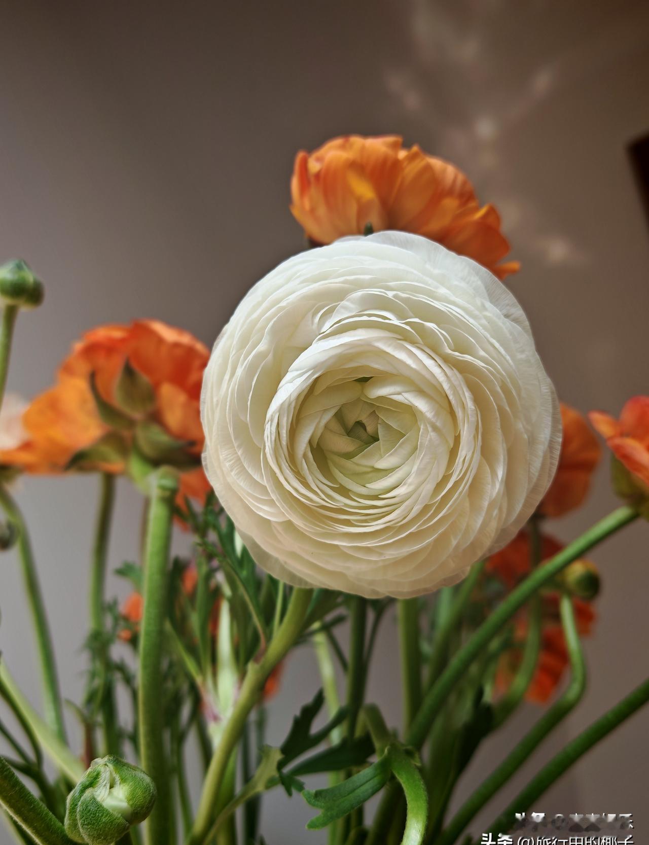 你身边那些突然变聪明的人，都在偷偷执行这份“大脑作弊清单”。他们不是智商突变，