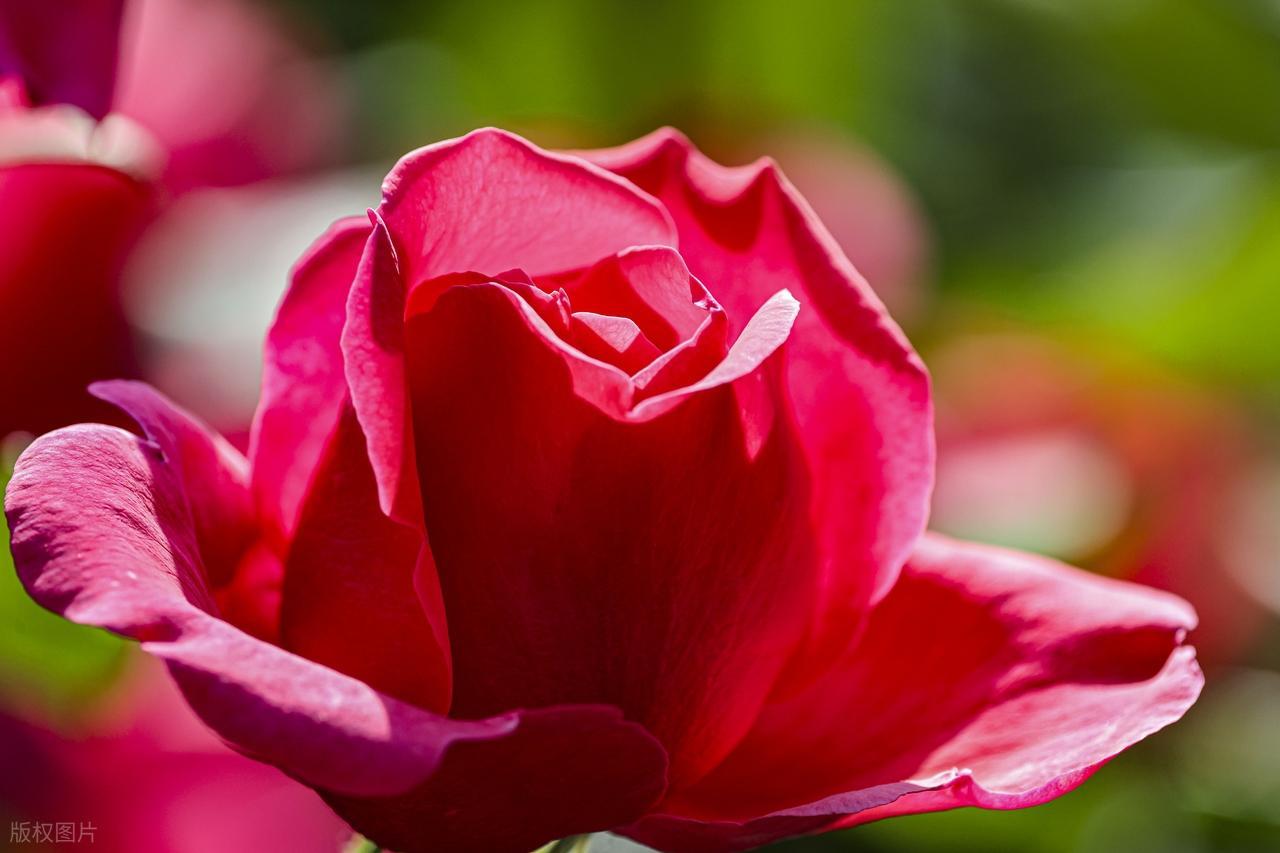 有人曾说过：许多成功者，他们与失败者的区别，往往不是机遇或是更聪明的头脑，只在于