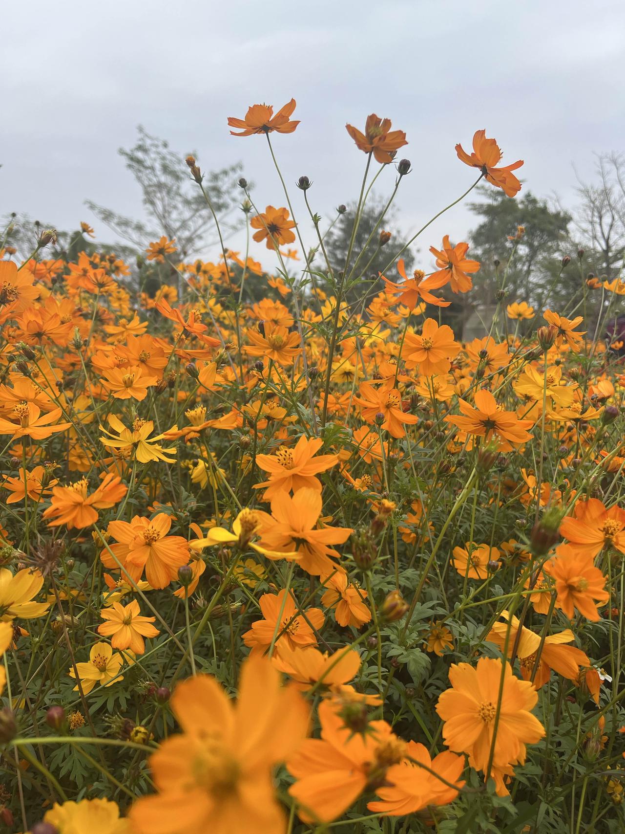 潮汕GDP为什么低？春节在潮汕旅游，烟花、英歌舞、游神都是免费；很多村甚至给外来