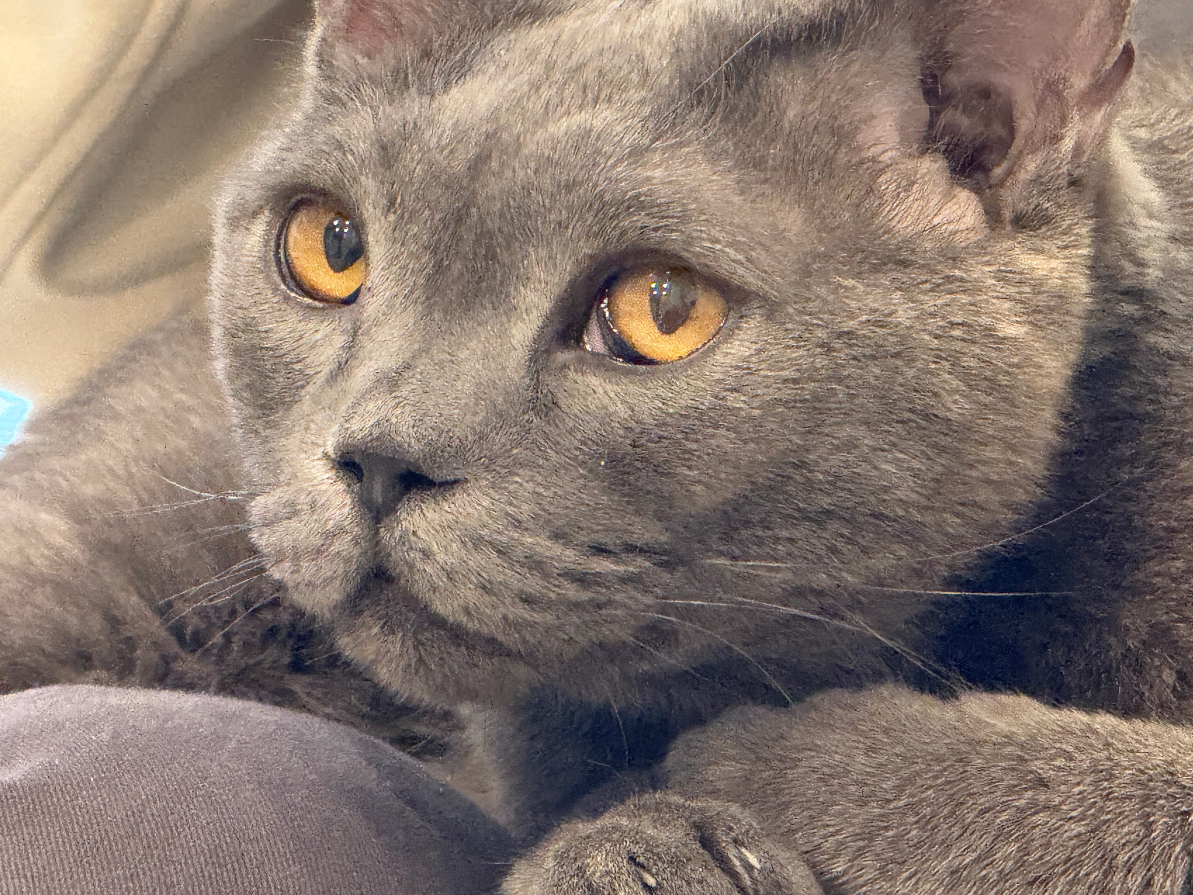 好像呀都是瘦瘦的蓝猫​​​